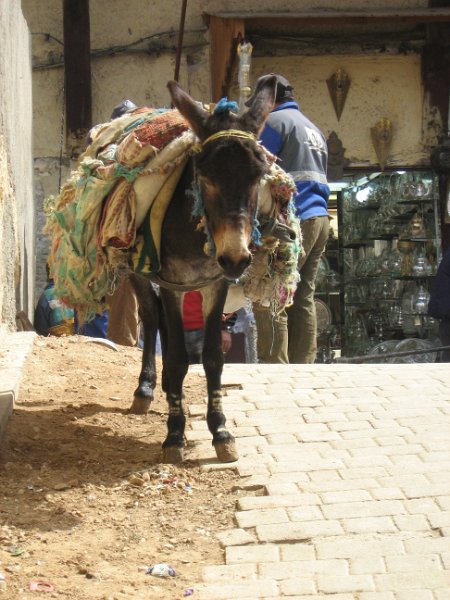 140312_medina fes muilezel.jpg - En hier staat transporteur nummer 2. Naast de handkar de vervoerder van de medina, de ezel of muilezel.